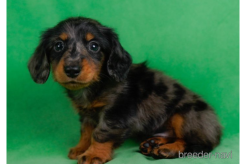 成約済の東京都のミニチュアダックスフンド(ロングヘアード)-227653の3枚目